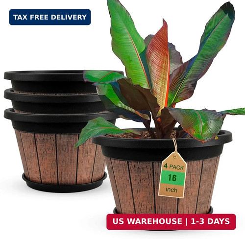Pack inch plant - pack,
