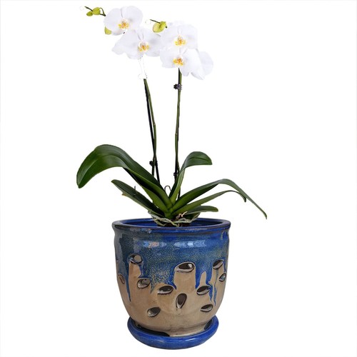 Large ceramic orchid pots with - large,