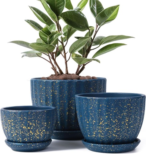 Ceramic plant pots with - plant,