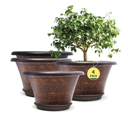 Inch plant pots with - plant,