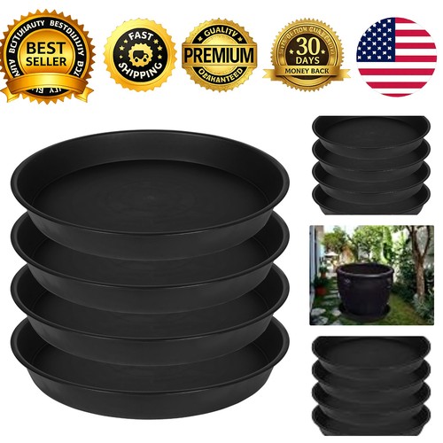 Pack inch plant - 4,