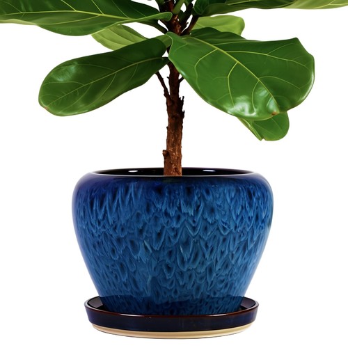 Inch large ceramic plant - inch,