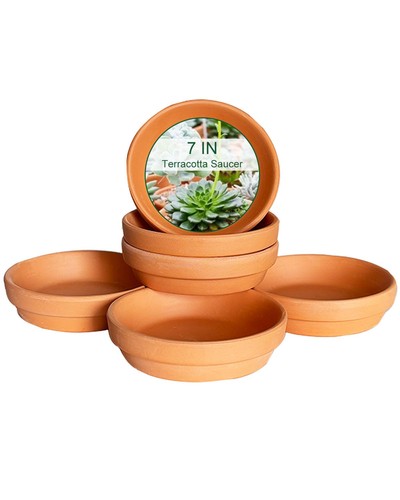 Inch terracotta plant - inch,