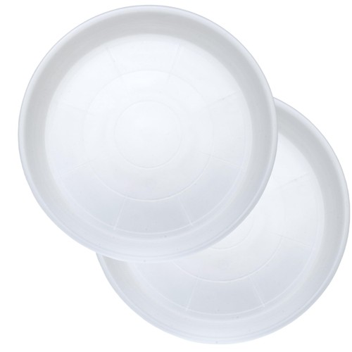 Extra large clear - 26", plant