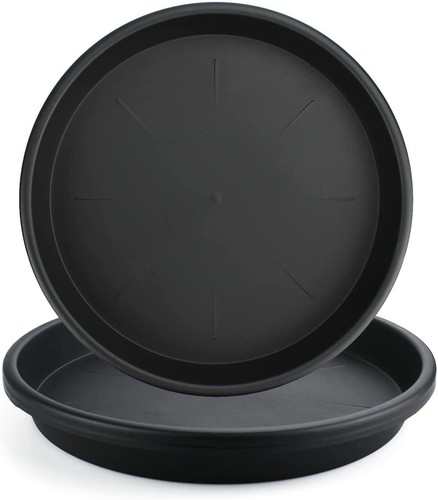 Lechay black plant - plant, for