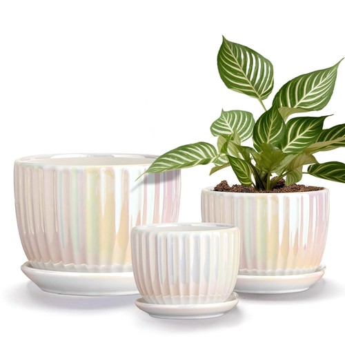Plant pots ceramic flower - plant,