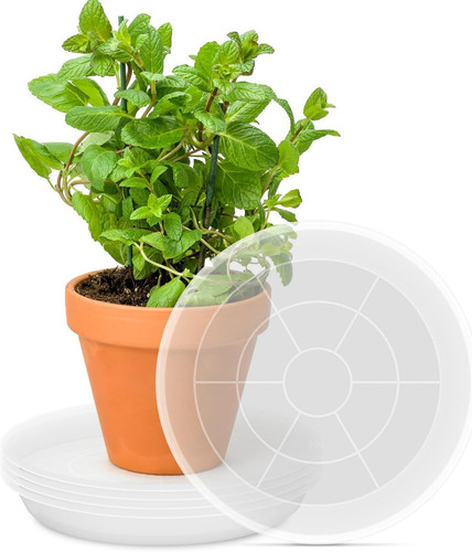 Inch pack plant - 5, saucer