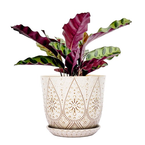 Inch white ceramic plant - ceramic, pot